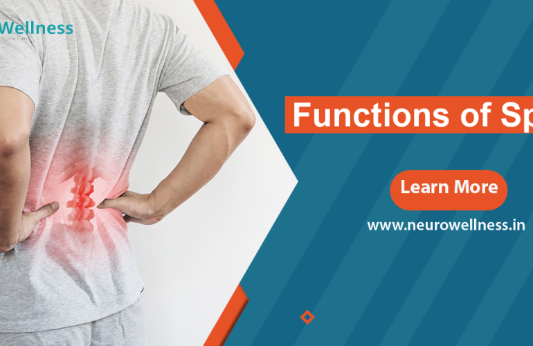 Functions of Spine