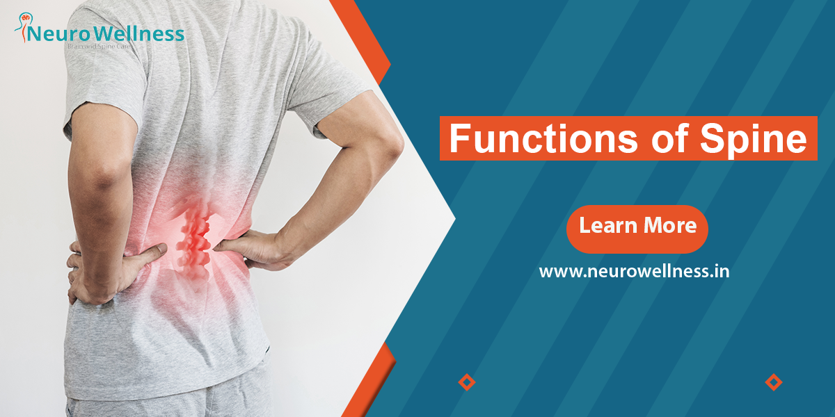Functions of Spine