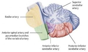 superior cerebellar hemisphere